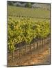 Late Afternoon Vineyard, Napa Valley, California-Walter Bibikow-Mounted Photographic Print