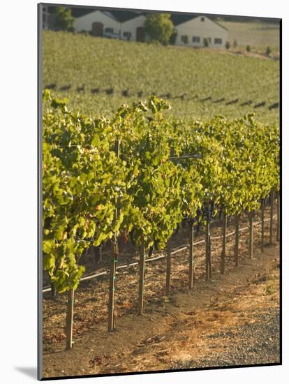 Late Afternoon Vineyard, Napa Valley, California-Walter Bibikow-Mounted Photographic Print