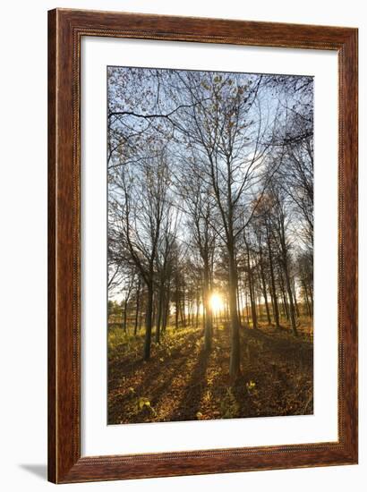 Late Afternoon Winter Sunlight Shining Through Trees in Woodland at Longhoughton-Lee Frost-Framed Photographic Print