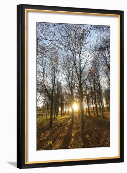 Late Afternoon Winter Sunlight Shining Through Trees in Woodland at Longhoughton-Lee Frost-Framed Photographic Print