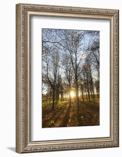 Late Afternoon Winter Sunlight Shining Through Trees in Woodland at Longhoughton-Lee Frost-Framed Photographic Print