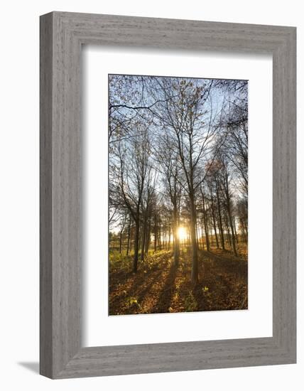 Late Afternoon Winter Sunlight Shining Through Trees in Woodland at Longhoughton-Lee Frost-Framed Photographic Print