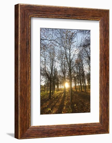 Late Afternoon Winter Sunlight Shining Through Trees in Woodland at Longhoughton-Lee Frost-Framed Photographic Print