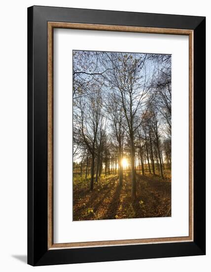 Late Afternoon Winter Sunlight Shining Through Trees in Woodland at Longhoughton-Lee Frost-Framed Photographic Print