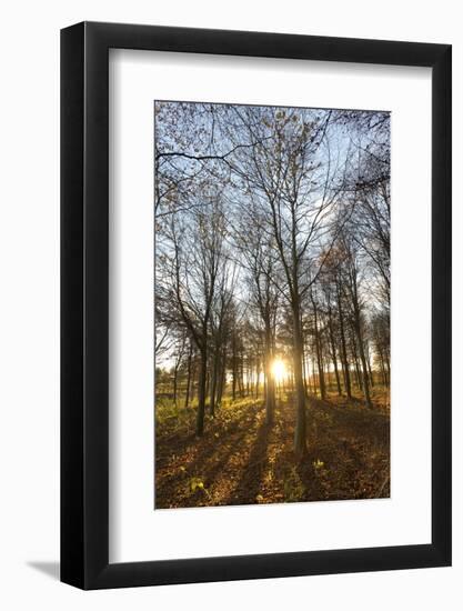 Late Afternoon Winter Sunlight Shining Through Trees in Woodland at Longhoughton-Lee Frost-Framed Photographic Print