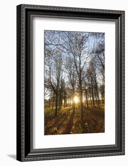 Late Afternoon Winter Sunlight Shining Through Trees in Woodland at Longhoughton-Lee Frost-Framed Photographic Print