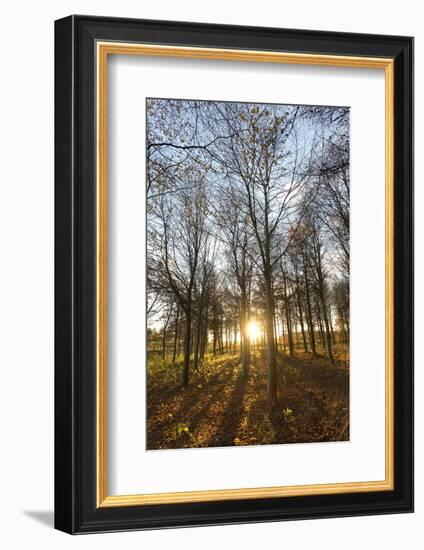 Late Afternoon Winter Sunlight Shining Through Trees in Woodland at Longhoughton-Lee Frost-Framed Photographic Print