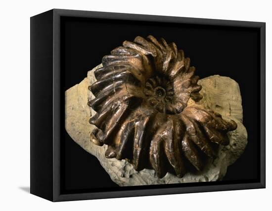 Late Cretaceous Period Fossil-Layne Kennedy-Framed Premier Image Canvas