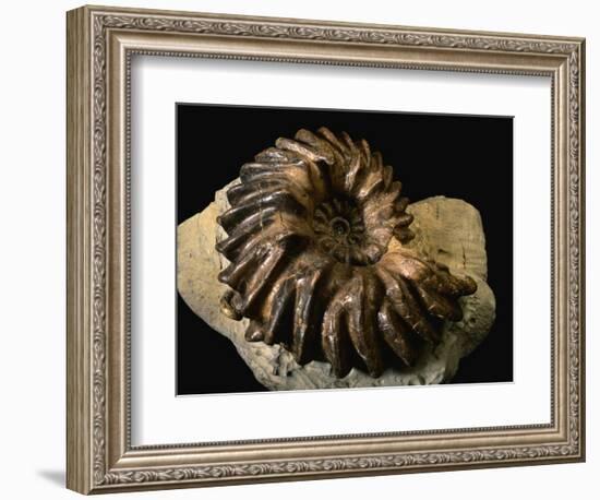 Late Cretaceous Period Fossil-Layne Kennedy-Framed Photographic Print