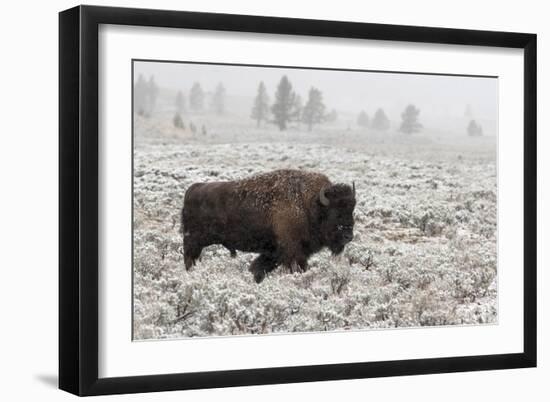 Late Fall Yellowstone-Alfred Forns-Framed Giclee Print