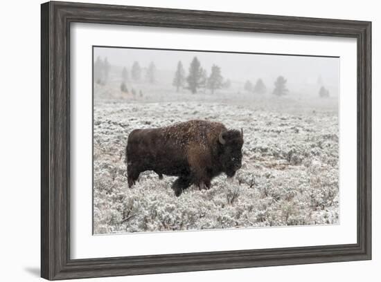 Late Fall Yellowstone-Alfred Forns-Framed Giclee Print