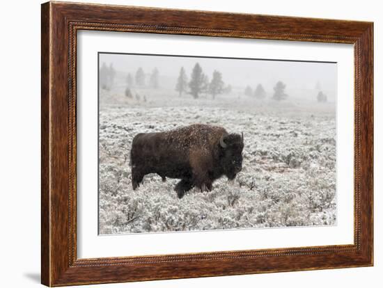 Late Fall Yellowstone-Alfred Forns-Framed Giclee Print