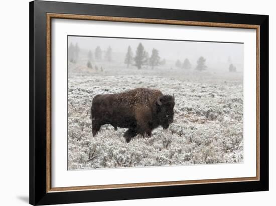 Late Fall Yellowstone-Alfred Forns-Framed Giclee Print