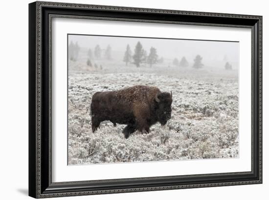 Late Fall Yellowstone-Alfred Forns-Framed Giclee Print