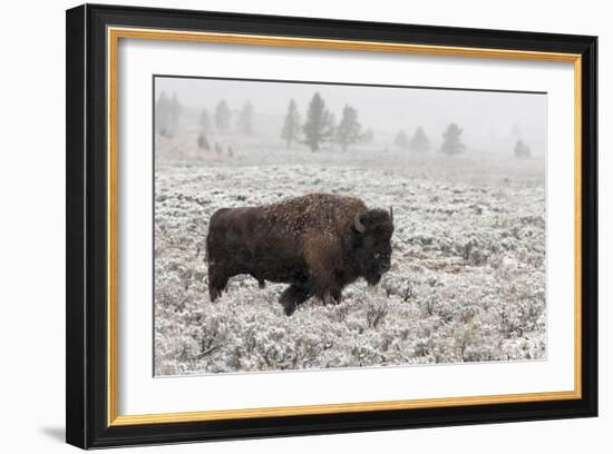 Late Fall Yellowstone-Alfred Forns-Framed Giclee Print