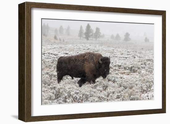 Late Fall Yellowstone-Alfred Forns-Framed Giclee Print