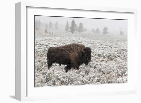 Late Fall Yellowstone-Alfred Forns-Framed Giclee Print