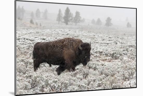 Late Fall Yellowstone-Alfred Forns-Mounted Giclee Print