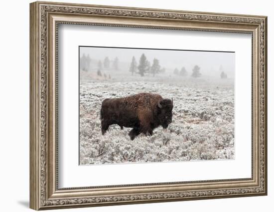 Late Fall Yellowstone-Alfred Forns-Framed Photographic Print