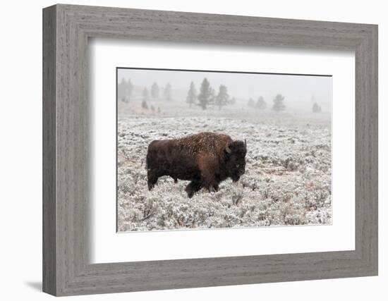 Late Fall Yellowstone-Alfred Forns-Framed Photographic Print