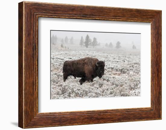 Late Fall Yellowstone-Alfred Forns-Framed Photographic Print