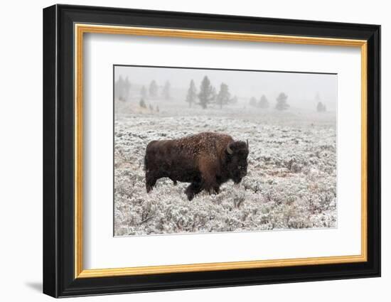 Late Fall Yellowstone-Alfred Forns-Framed Photographic Print