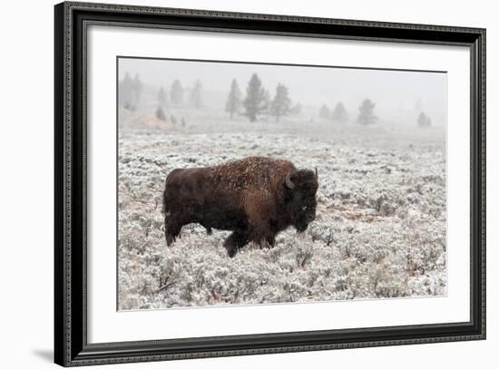 Late Fall Yellowstone-Alfred Forns-Framed Photographic Print