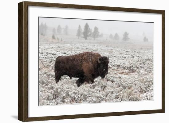 Late Fall Yellowstone-Alfred Forns-Framed Photographic Print