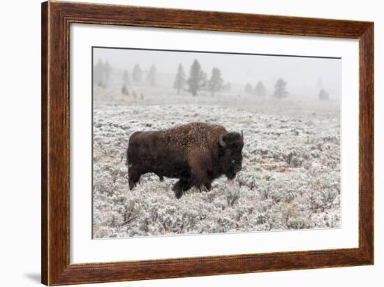 Late Fall Yellowstone-Alfred Forns-Framed Photographic Print