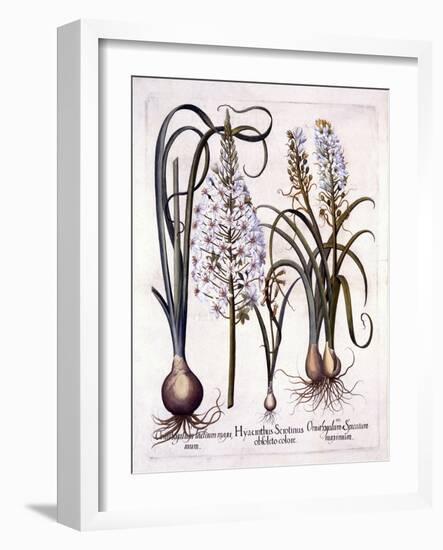 Late Hyacinth and Star-Of-Bethlehem, from 'Hortus Eystettensis', by Basil Besler (1561-1629), Pub.-German School-Framed Giclee Print