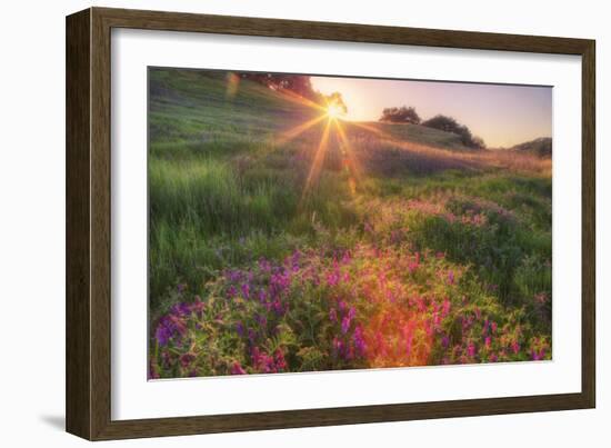 Late in the Day, Roadside Wildflowers-null-Framed Photographic Print