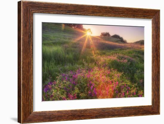 Late in the Day, Roadside Wildflowers-null-Framed Photographic Print