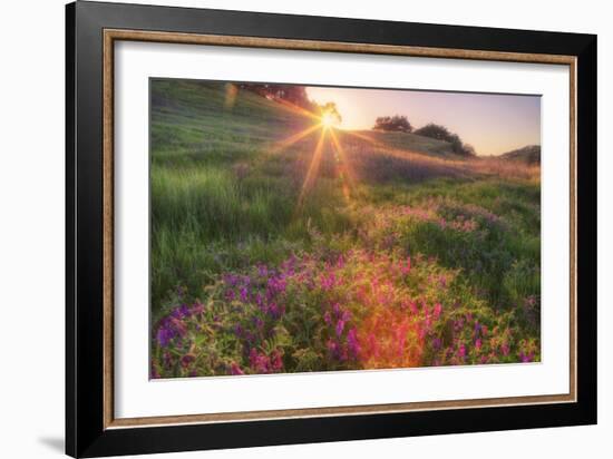 Late in the Day, Roadside Wildflowers-null-Framed Photographic Print