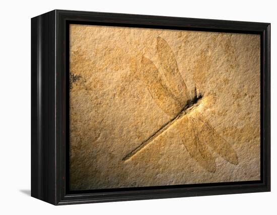 Late Jurassic Dragonfly Fossil-Layne Kennedy-Framed Premier Image Canvas