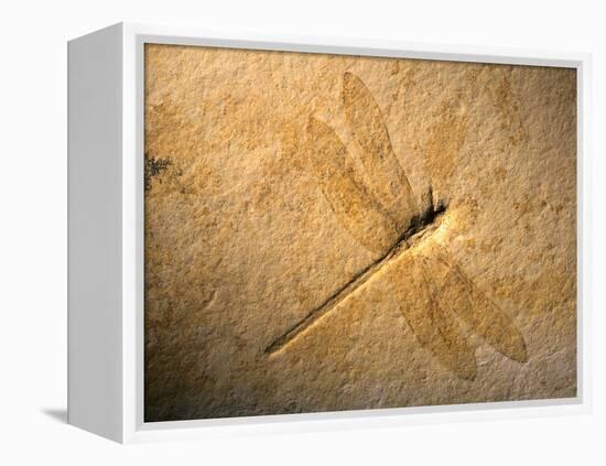 Late Jurassic Dragonfly Fossil-Layne Kennedy-Framed Premier Image Canvas