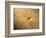 Late Jurassic Dragonfly Fossil-Layne Kennedy-Framed Photographic Print