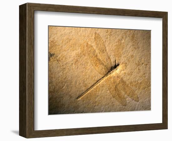 Late Jurassic Dragonfly Fossil-Layne Kennedy-Framed Photographic Print