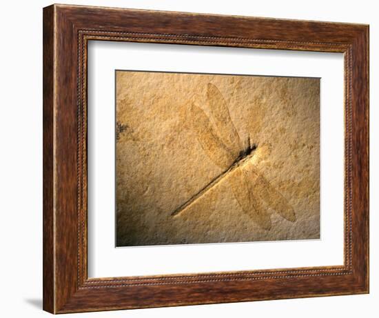 Late Jurassic Dragonfly Fossil-Layne Kennedy-Framed Photographic Print