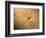 Late Jurassic Dragonfly Fossil-Layne Kennedy-Framed Photographic Print