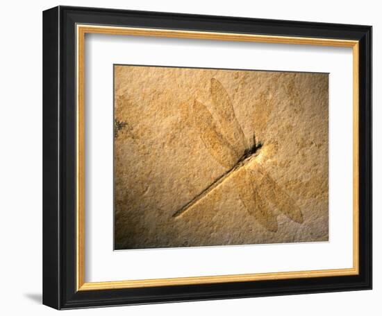 Late Jurassic Dragonfly Fossil-Layne Kennedy-Framed Photographic Print