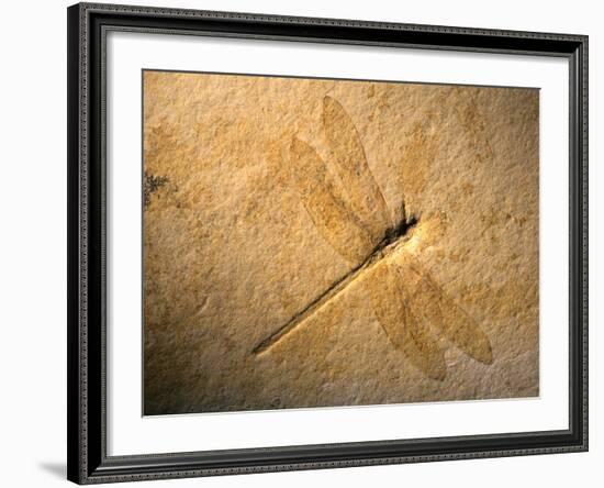 Late Jurassic Dragonfly Fossil-Layne Kennedy-Framed Photographic Print