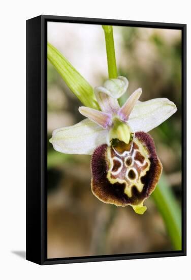 Late Spider Orchid (Ophrys Fuciflora)-Paul Harcourt Davies-Framed Premier Image Canvas