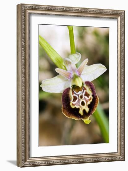 Late Spider Orchid (Ophrys Fuciflora)-Paul Harcourt Davies-Framed Photographic Print