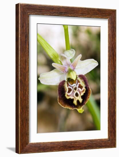 Late Spider Orchid (Ophrys Fuciflora)-Paul Harcourt Davies-Framed Photographic Print