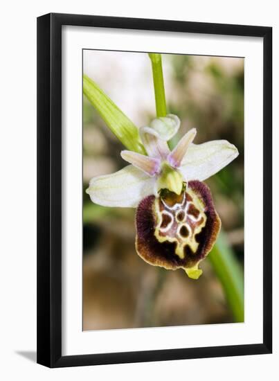 Late Spider Orchid (Ophrys Fuciflora)-Paul Harcourt Davies-Framed Photographic Print