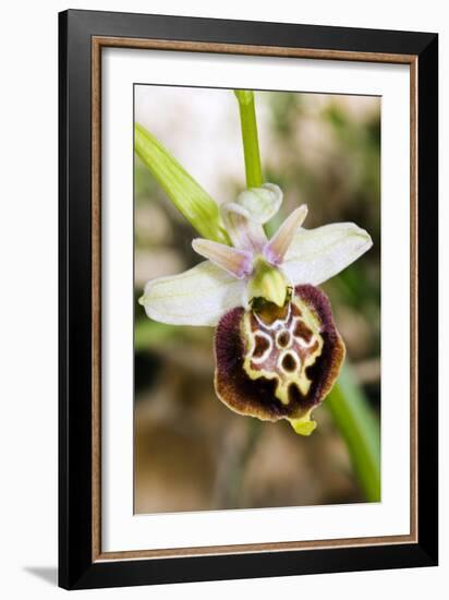 Late Spider Orchid (Ophrys Fuciflora)-Paul Harcourt Davies-Framed Photographic Print