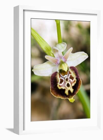 Late Spider Orchid (Ophrys Fuciflora)-Paul Harcourt Davies-Framed Photographic Print