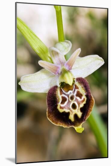 Late Spider Orchid (Ophrys Fuciflora)-Paul Harcourt Davies-Mounted Photographic Print