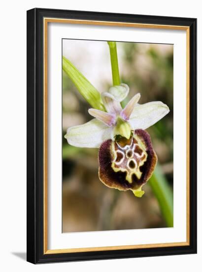 Late Spider Orchid (Ophrys Fuciflora)-Paul Harcourt Davies-Framed Photographic Print