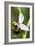 Late Spider Orchid (Ophrys Fuciflora)-Paul Harcourt Davies-Framed Photographic Print